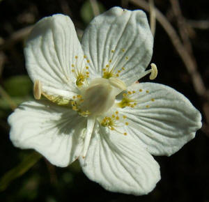 Parnassia Palustris