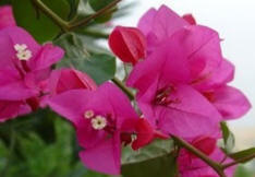 Amalfi Flora Bouganvillee