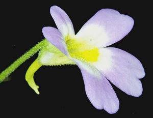 Pinguila Hirtiflora